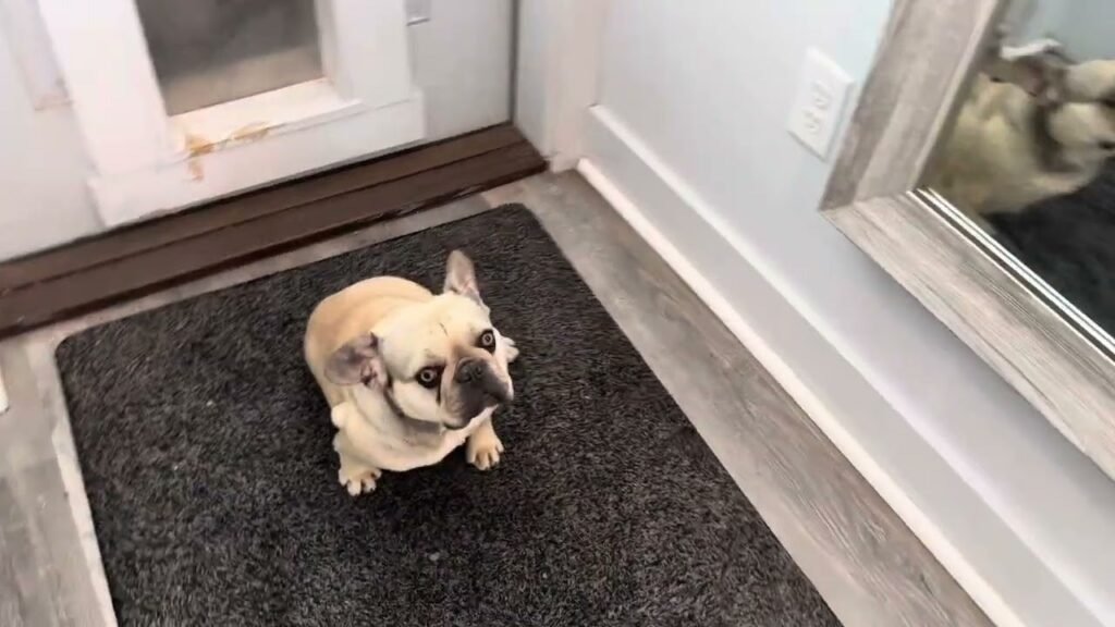 queenie chocolate fawnsable